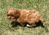 Marta , a female Cavapoo for sale in Claypool, IN – 6 of 8