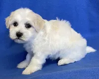 Danny, a male Havachon for sale in Claypool, IN – 3 of 5