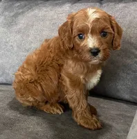 Koda, a male Cavapoo for sale in Claypool, IN – 6 of 6