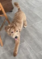 Frankie, a male Bichon Frise and Cavapoo for sale in Claypool, IN – 2 of 7