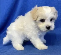 Shiloh, a male Havachon for sale in Claypool, IN – 4 of 7