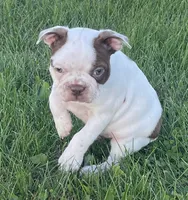Cory, a male Boston Terrier for sale in Claypool, IN – 4 of 6