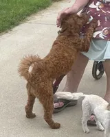 Ruthie -spayed-potty trained, a female Cavapoo for sale in Claypool, IN – 2 of 10