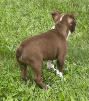 Maya, a female Boston Terrier for sale in Claypool, IN – 2 of 6