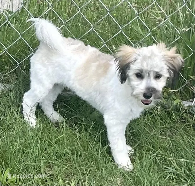 Smudge, a female Havachon for sale in Claypool, IN – 1 of 7