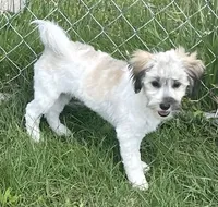 Smudge, a female Havachon for sale in Claypool, IN – 1 of 7