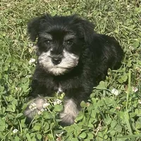 Louise, a female Miniature Schnauzer for sale in Claypool, IN – 4 of 6