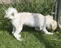 Danny, a male Havachon for sale in Claypool, IN – 3 of 6