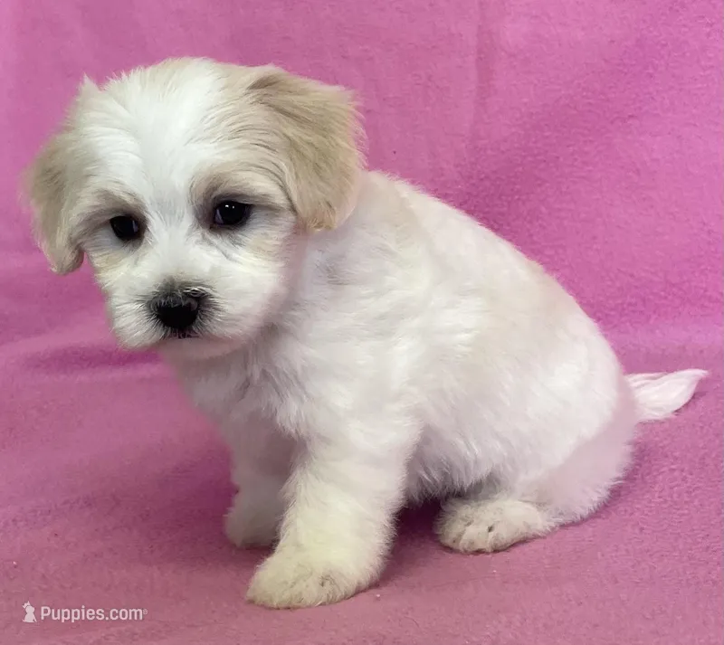 Polly – Havachon puppy for sale in Claypool, IN