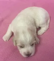 Polly, a female Havachon for sale in Claypool, IN – Photo 3 of 4