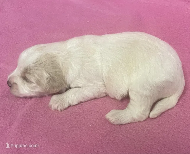 Polly – Havachon puppy for sale in Claypool, IN