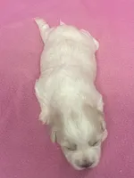 Polly, a female Havachon for sale in Claypool, IN – Photo 2 of 4