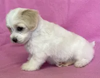 Polly, a female Havachon for sale in Claypool, IN – 5 of 7