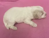 Polly, a female Havachon for sale in Claypool, IN – Photo 4 of 4