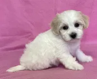 Polly, a female Havachon for sale in Claypool, IN – 2 of 7