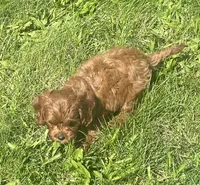 Tara, a female Cavapoo for sale in Claypool, IN – 3 of 8