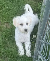 Polly, a female Havachon for sale in Claypool, IN – 2 of 6