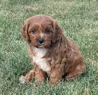 Etta, a female Cavapoo for sale in Claypool, IN – 4 of 8