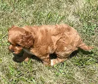 Marta , a female Cavapoo for sale in Claypool, IN – 2 of 8