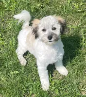 Smudge, a female Havachon for sale in Claypool, IN – 3 of 7
