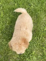 Bo , a male Bichon Frise and Cavapoo for sale in Claypool, IN – 6 of 7