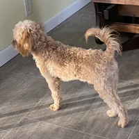Mr. Happy- Neutered, a male Cavapoo for sale in Claypool, IN – Photo 2 of 8