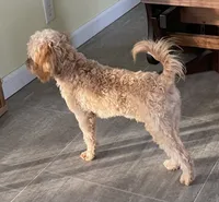 Mr. Happy- Neutered, a male Cavapoo for sale in Claypool, IN – Photo 2 of 8