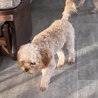Mr. Happy- Neutered, a male Cavapoo for sale in Claypool, IN – Photo 3 of 8
