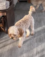 Mr. Happy- Neutered, a male Cavapoo for sale in Claypool, IN – Photo 3 of 8