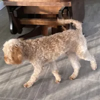 Mr. Happy- Neutered, a male Cavapoo for sale in Claypool, IN – Photo 7 of 8