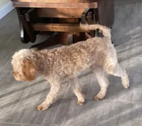 Mr. Happy- Neutered, a male Cavapoo for sale in Claypool, IN – Photo 7 of 8