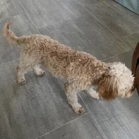 Mr. Happy- Neutered, a male Cavapoo for sale in Claypool, IN – Photo 6 of 8