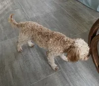 Mr. Happy- Neutered, a male Cavapoo for sale in Claypool, IN – Photo 6 of 8