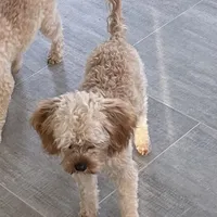 Mr. Happy- Neutered, a male Cavapoo for sale in Claypool, IN – Photo 8 of 8