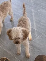 Mr. Happy- Neutered, a male Cavapoo for sale in Claypool, IN – Photo 8 of 8