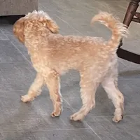 Mr. Happy- Neutered, a male Cavapoo for sale in Claypool, IN – Photo 4 of 8