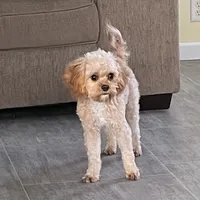 Mr. Happy- Neutered, a male Cavapoo for sale in Claypool, IN – Photo 1 of 8