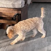 Mr. Happy- Neutered, a male Cavapoo for sale in Claypool, IN – Photo 5 of 8