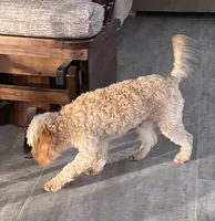 Mr. Happy- Neutered, a male Cavapoo for sale in Claypool, IN – Photo 5 of 8