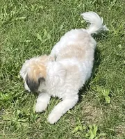 Smudge, a female Havachon for sale in Claypool, IN – 7 of 7