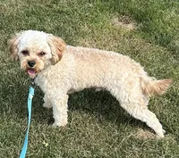 Mr. Happy- Neutered, a male Cavapoo for sale in Claypool, IN – 7 of 9