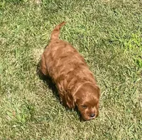 Etta, a female Cavapoo for sale in Claypool, IN – 2 of 8