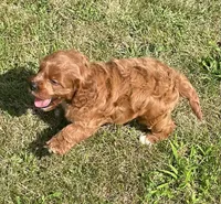Etta, a female Cavapoo for sale in Claypool, IN – 8 of 8