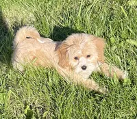 May, a female Bichon Frise and Cavapoo for sale in Claypool, IN – 4 of 7
