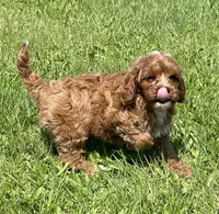 Ezra, a male Cavapoo for sale in Claypool, IN – 5 of 7