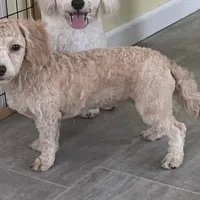 Sophie, a female Bichon Frise and Miniature Goldendoodle for sale in Claypool, IN – Photo 8 of 8