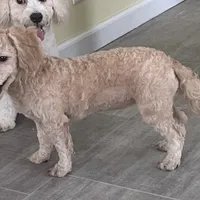 Sophie, a female Bichon Frise and Miniature Goldendoodle for sale in Claypool, IN – Photo 7 of 8