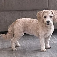 Sophie, a female Bichon Frise and Miniature Goldendoodle for sale in Claypool, IN – Photo 5 of 8