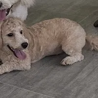 Sophie, a female Bichon Frise and Miniature Goldendoodle for sale in Claypool, IN – Photo 2 of 8