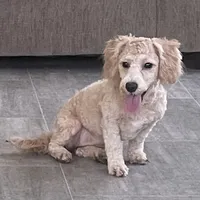 Sophie, a female Bichon Frise and Miniature Goldendoodle for sale in Claypool, IN – Photo 1 of 8